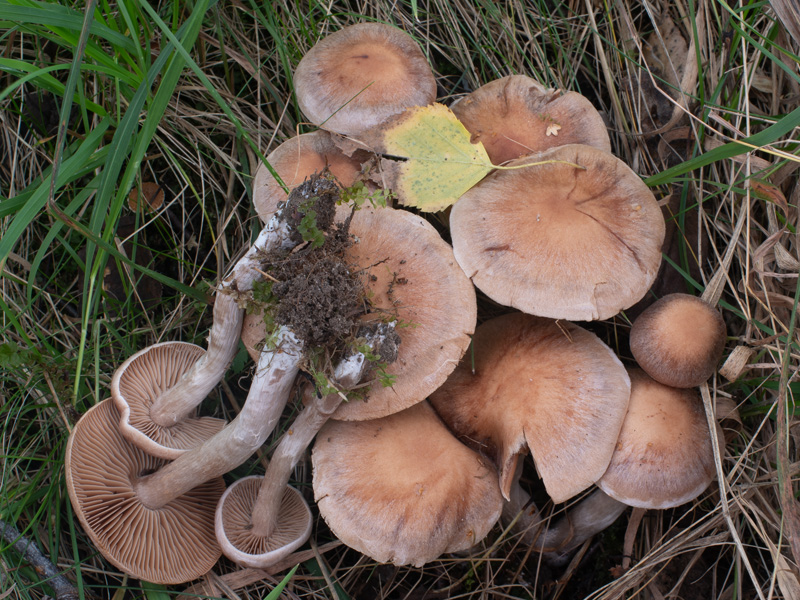 Cortinarius disjungendus
